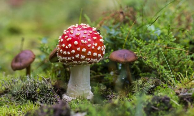 Champignons & Astuces : Le Guide du Cueilleur pour une Récolte Sécurisée et Savoureuse