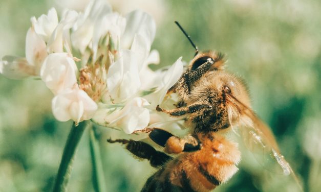 Or Liquide : Révélez l&rsquo;Essence de la Nature à chaque Cuillère !