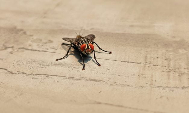 Opération Anti-Invasion : Éliminer les Œufs de Mouches de Votre Maison