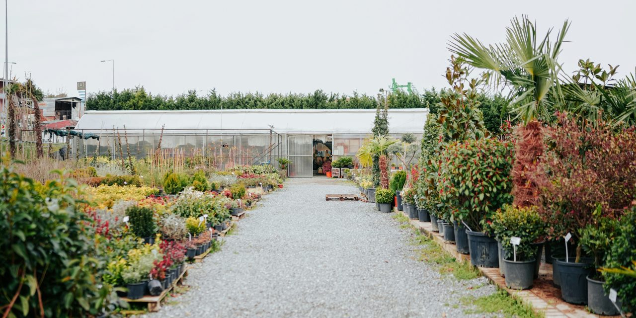 pH Kangen pour Fleurs Florissantes : Science et Beauté Main dans la Main »