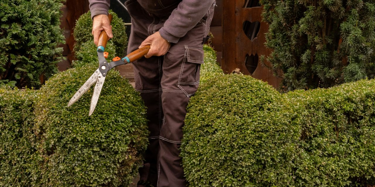 Taille de Haie et Biodiversité: Les Conseils Ludiques  pour un Jardin en Harmonie