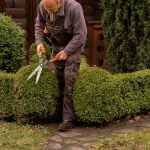 Taille de Haie et Biodiversité: Les Conseils Ludiques  pour un Jardin en Harmonie