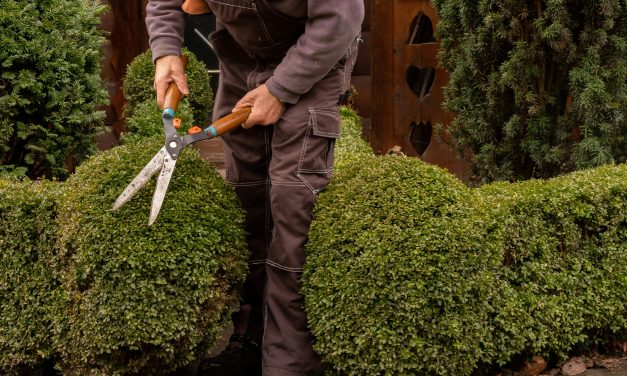 Taille de Haie et Biodiversité: Les Conseils Ludiques  pour un Jardin en Harmonie