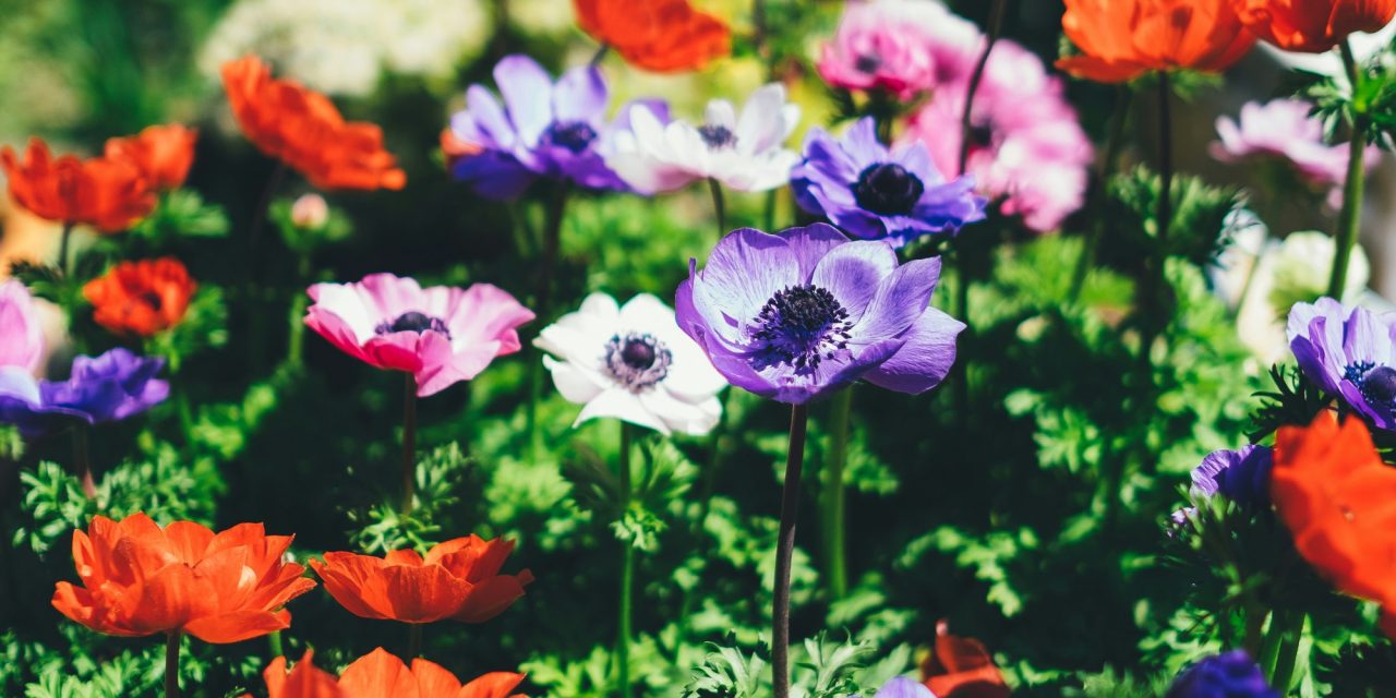 Révolutionnez votre jardinage avec l&rsquo;Eau Kangen® pour un bien-être et une planète florissants