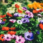 Révolutionnez votre jardinage avec l&rsquo;Eau Kangen® pour un bien-être et une planète florissants