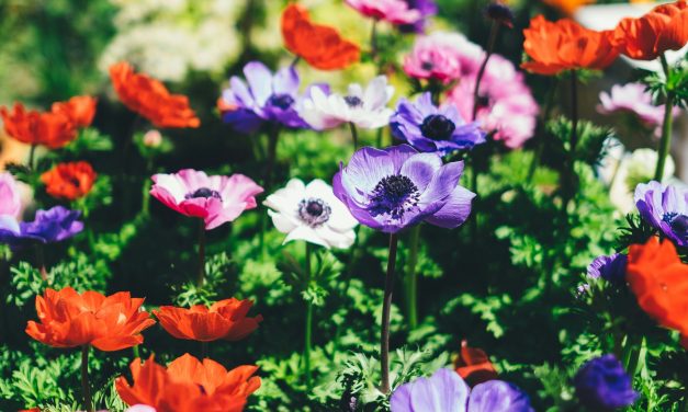 Révolutionnez votre jardinage avec l&rsquo;Eau Kangen® pour un bien-être et une planète florissants