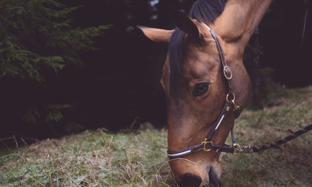 Vivre en harmonie avec la Nature : Une alimentation adaptée pour nos chevaux