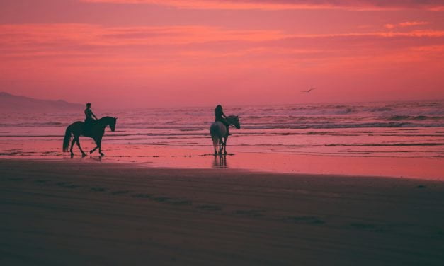 Cheval Complice : Guide pour un Partenaire Équin Épanoui