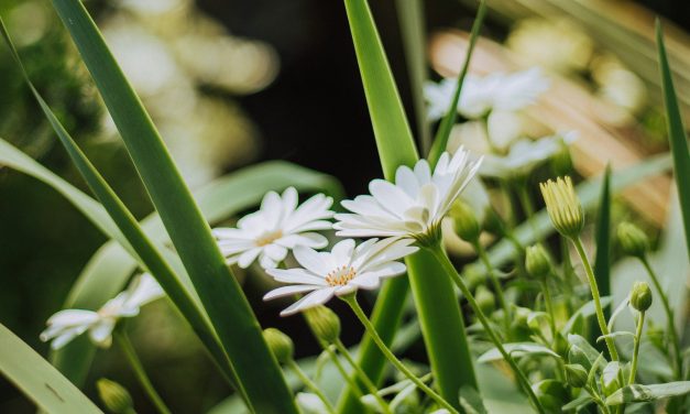 Symphonie Végétale : Composer un Jardin Florissant avec l&rsquo;Eau Kangen