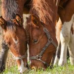 Utilisation Thérapeutique des Huiles Essentielles en Équitation : Pratiques et Précautions