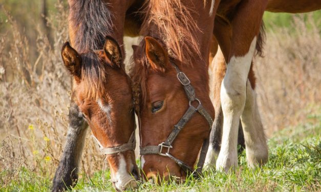 Utilisation Thérapeutique des Huiles Essentielles en Équitation : Pratiques et Précautions