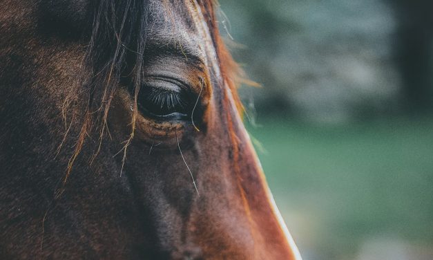 Naturopathie Équine: Un Atout Santé pour Votre Cheval en Hauts de France et Belgique