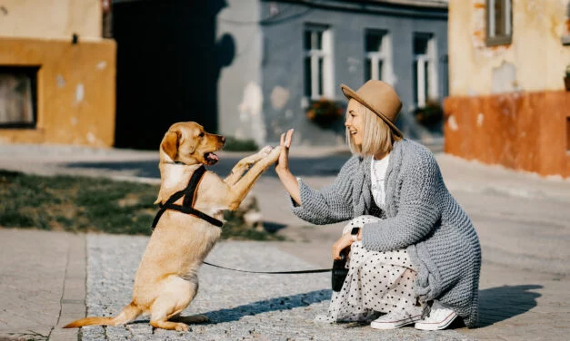 10 astuces intemporelles pour nos amis les animaux