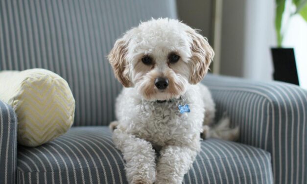 Comment neutraliser les odeurs de votre chien : La solution miracle !
