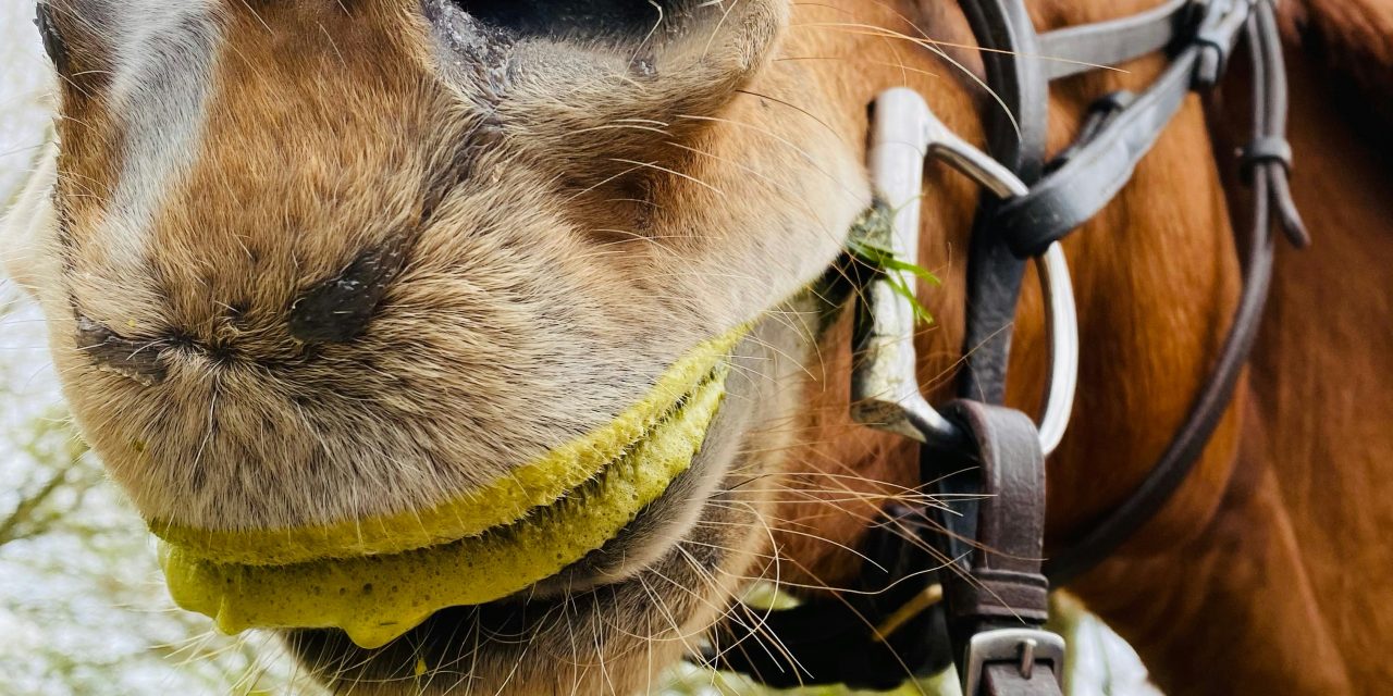 Rires et Rations : Guide Ultime pour le Bien-être Équin