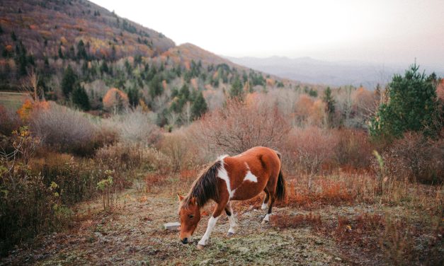 Apaisement Équin: Maîtrisez l&rsquo;Art de la Relaxation pour votre Cheval