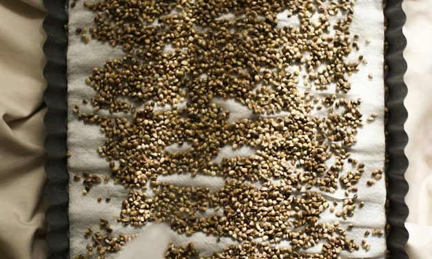 Graines Germées Naturopathiques: Vitalité Explosive à Savourer !
