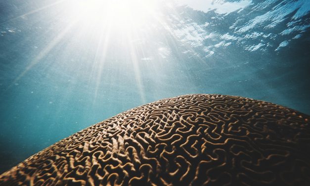 Quelles Sont les Fréquences Cérébrales Qui Régissent Notre Conscience ? Découvrez-le en Vidéo