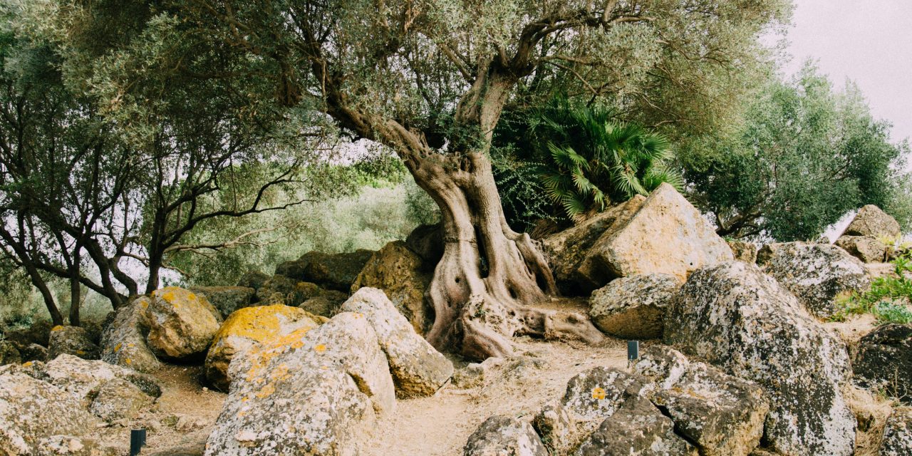 Le Chemin de l’Olivier: Découverte, Évasion et Émerveillement au Rendez-Vous !