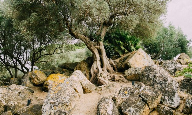 Le Chemin de l&rsquo;Olivier: Découverte, Évasion et Émerveillement au Rendez-Vous !
