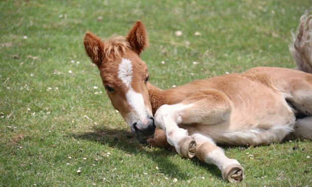 Élevage Équin au Naturel: Des Poulains Heureux et en Santé
