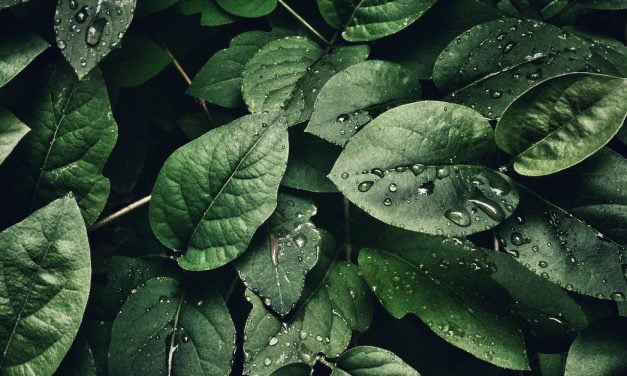 3 astuces pour humidifier l&rsquo;air de la chambre naturellement!