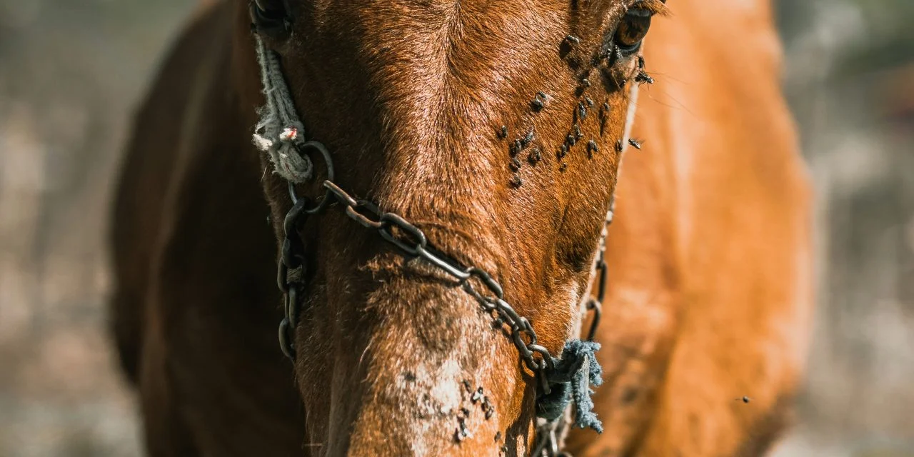 Shield Equine : La Révolution Invisible Contre les Assauts des Mouches
