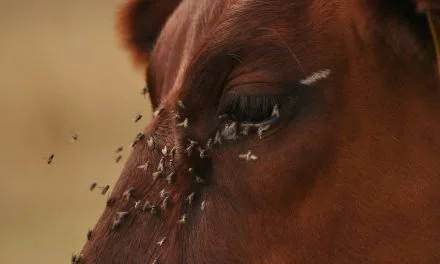 Alerte Myiase : La Guerre Latente Contre Les Nids de Mouches chez les Herbivores