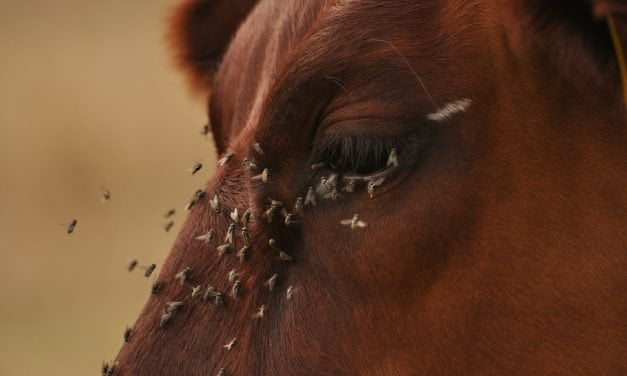 Alerte Myiase : La Guerre Latente Contre Les Nids de Mouches chez les Herbivores