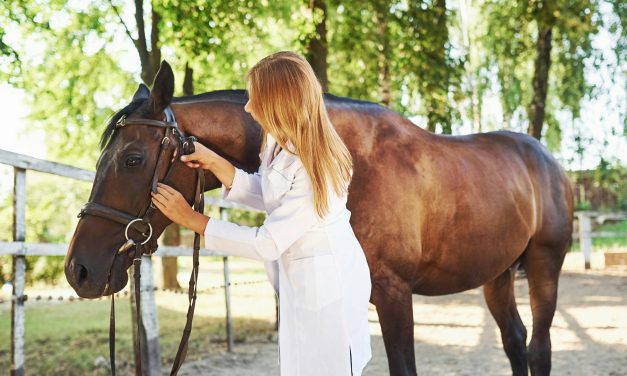 Kit de Premiers Soins Équin: Equipements Essentiels pour le Bien-être de Votre Cheval