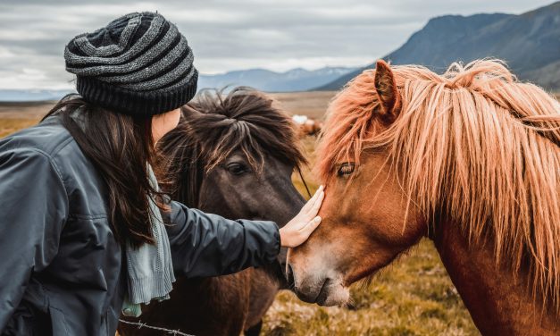 Constellation Familiale Équine : Clé d&rsquo;Harmonie pour votre Haras ?