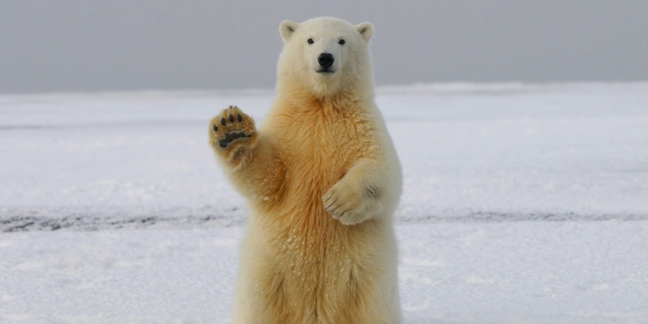 Quand votre coloc est un ours polaire : le guide de survie décalé d’Astuces and Co