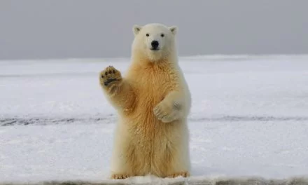 Quand votre coloc est un ours polaire : le guide de survie décalé d&rsquo;Astuces and Co