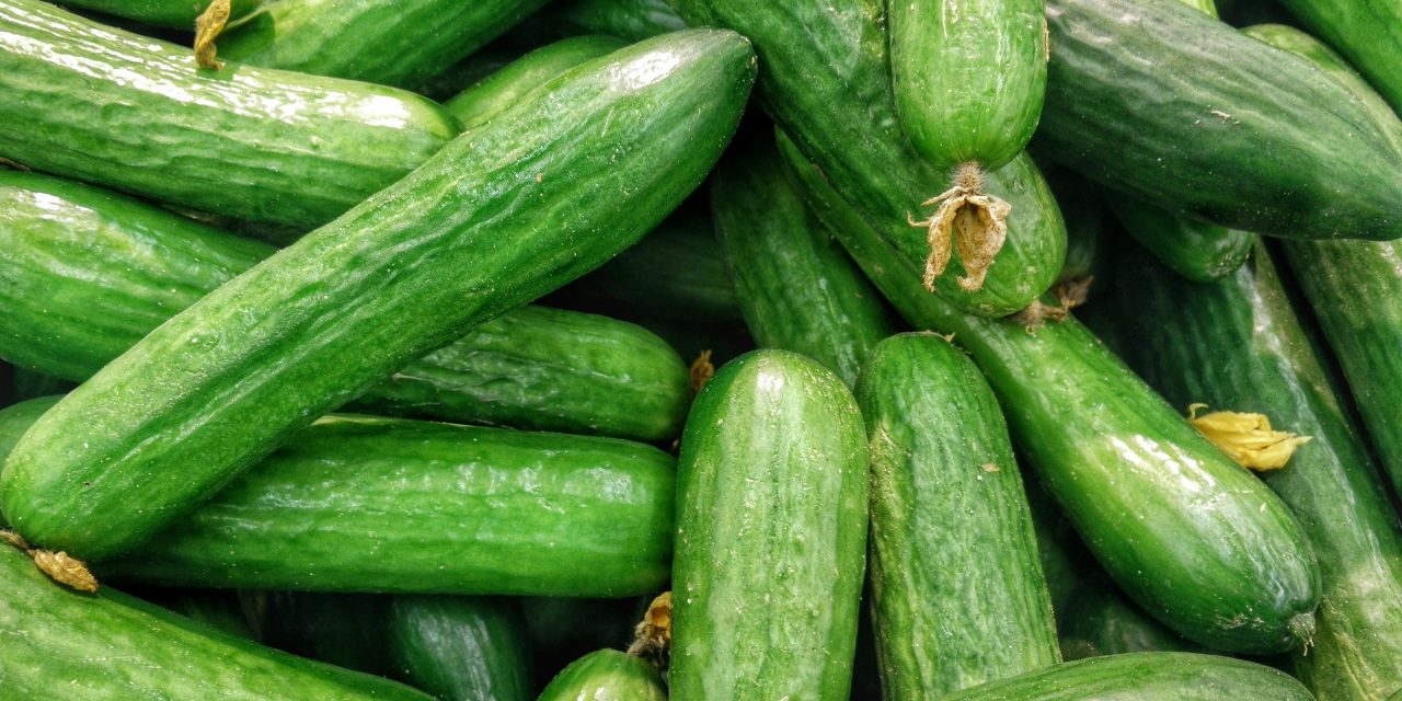 Concombres Démasqués : La Vérité Croquante Que Vous Ignoriez (Ou Pas)!