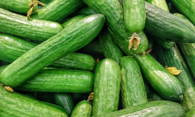 Concombres Démasqués : La Vérité Croquante Que Vous Ignoriez (Ou Pas)!