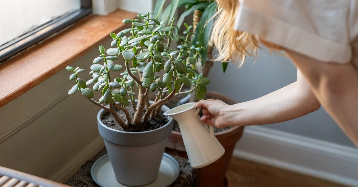3 astuces pour que vos plantes passent l&rsquo;hiver!