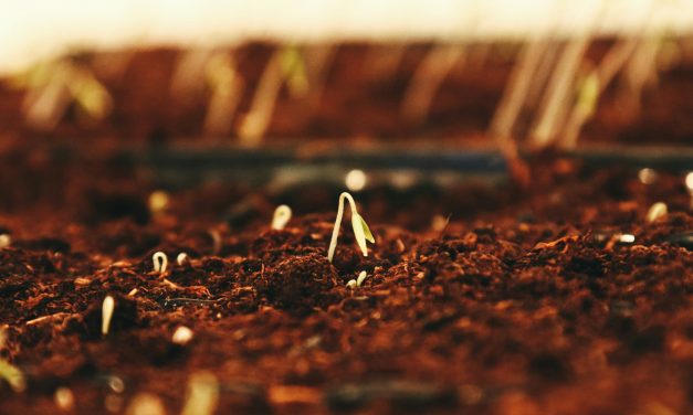Révolution Santé: Maximiser les Bienfaits des Graines Germées avec l&rsquo;Eau Kangen