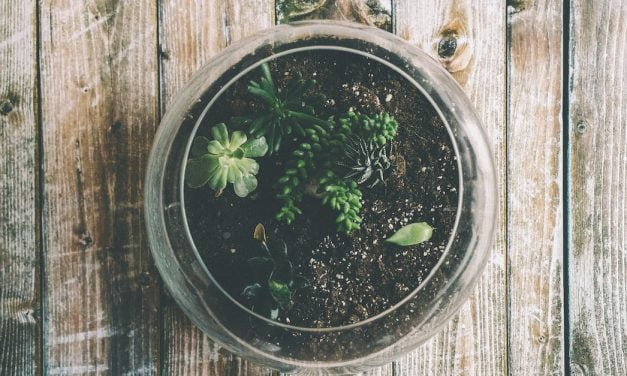 Comment créer un petit jardin d&rsquo;intérieur DIY?
