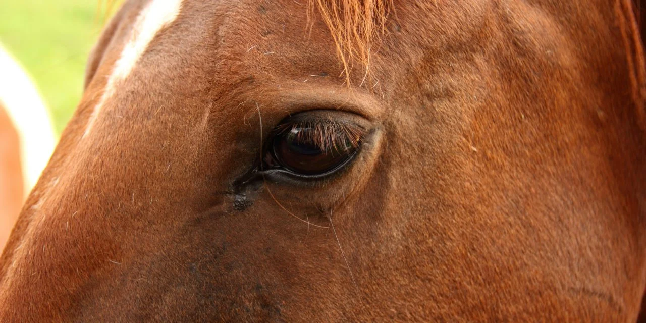 Havre de Zen pour Crinières : Transformez Votre Écurie en Spa Équin