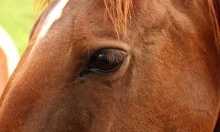 Havre de Zen pour Crinières : Transformez Votre Écurie en Spa Équin