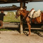 L&rsquo;Argile en Équitation : Recette Ancienne pour Cavaliers Modernes