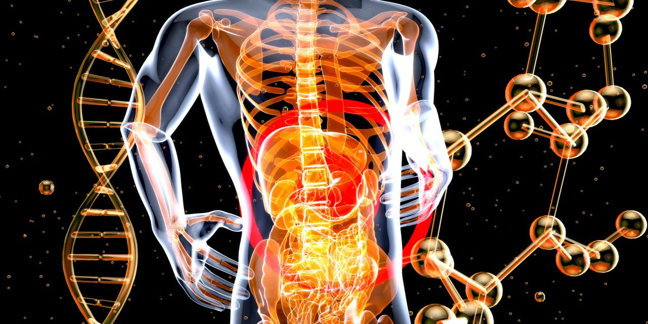 Digestion Zen : Prébiotiques, Probiotiques et Fibres au Service de Votre Microbiote Intestinal