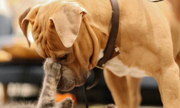 Comment bien nourrir nos chats et chiens ?