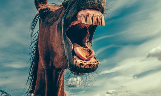 Impacts et Enjeux : La Maltraitance des Chevaux de Courses et d&rsquo;Élevage