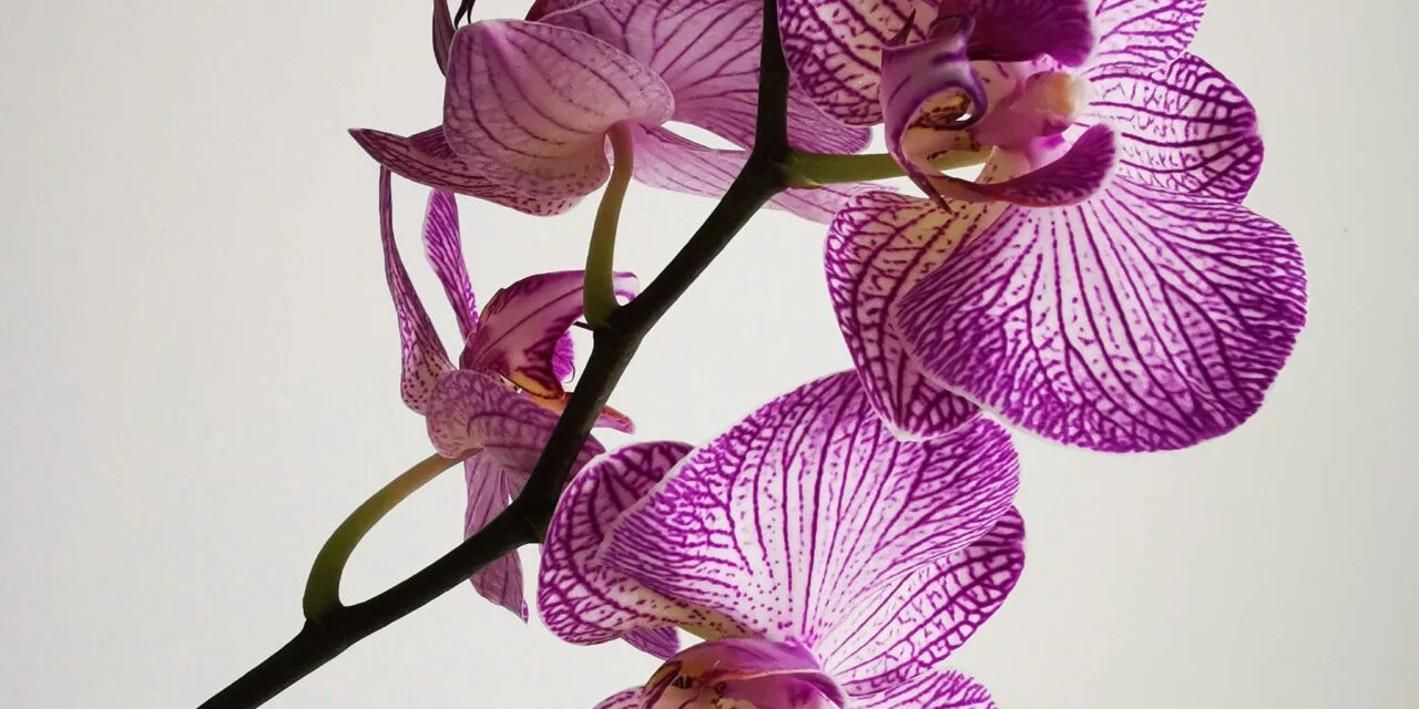 3 astuces pour des orchidées épanouies!
