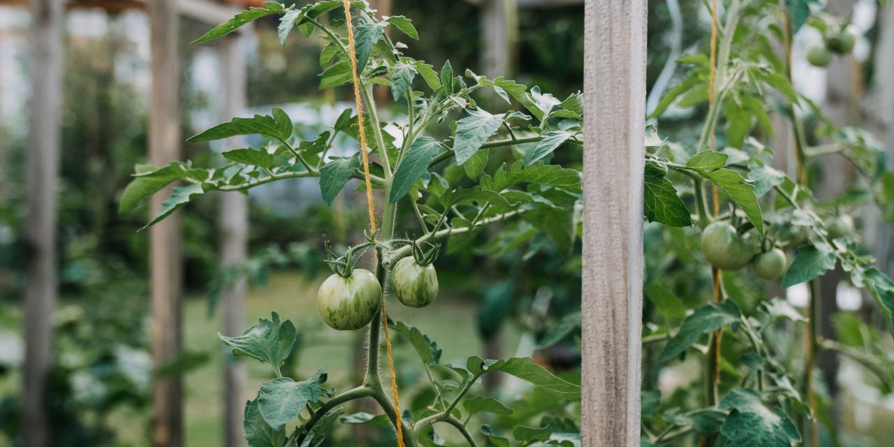 Permaculture pour Débutants: Cultiver un Jardin Écologique Pas à Pas