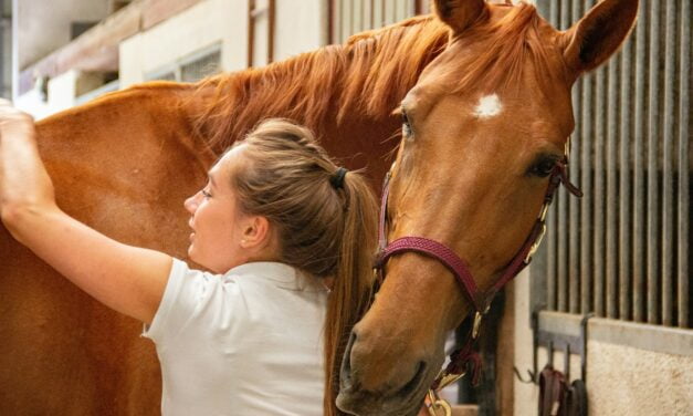 5 remèdes naturels pour les chevaux