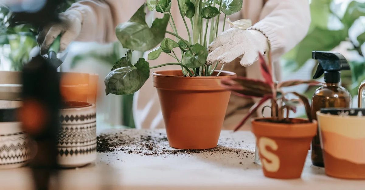 🌿 La Magie Verte : Comment Parler À Vos Plantes Pour Une Floraison Épanouie » ?