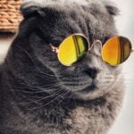 Votre chat a des puces ? 9 remèdes naturels