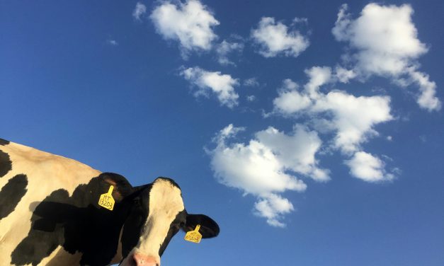 Pourquoi Se Diriger Vers un Régime Sans Viande : Santé, Éthique et Environnement Sont-ils les Clés ?